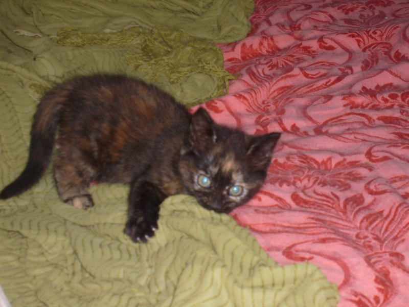 2 chatons  adopter S7301710