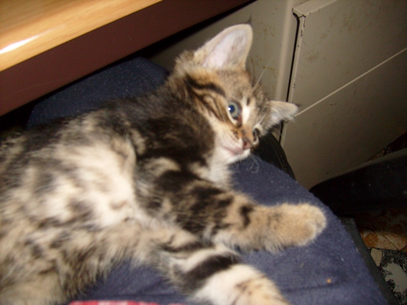 2 chatons  adopter S7301714