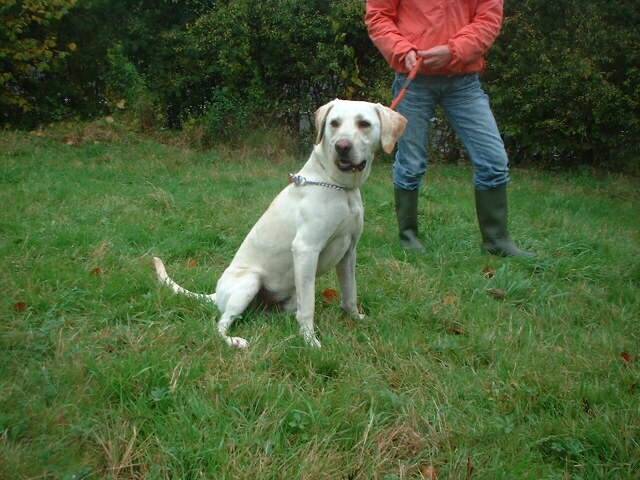 Réglisse croisé Labrador sable mâle de 1 an (Belgique) Reglis11