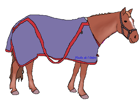 Flche-hongre poney de selle franais E0614010