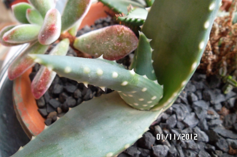  (Aloe broomii , Crassula muscosa, Aloe sp.) Encore une ! 1_nov_10