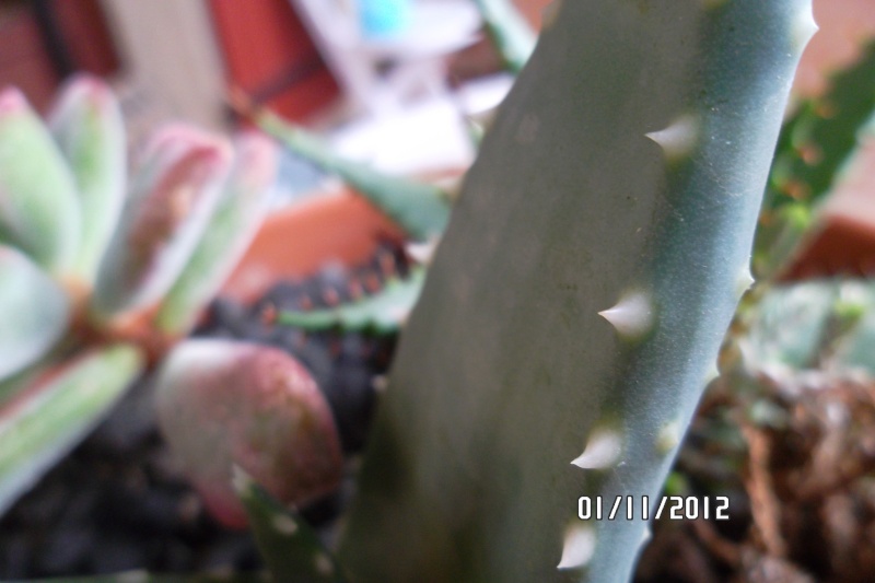  (Aloe broomii , Crassula muscosa, Aloe sp.) Encore une ! 1_nov_11