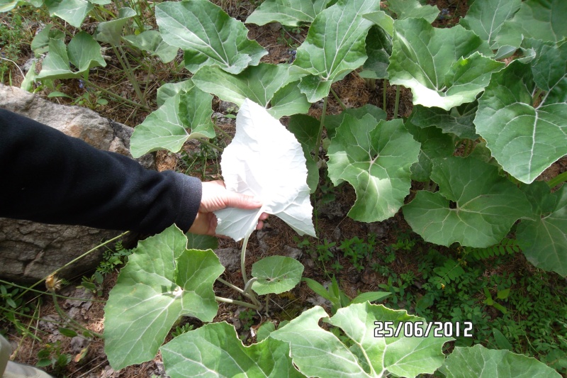 Plante de rocaille  Ecrins19