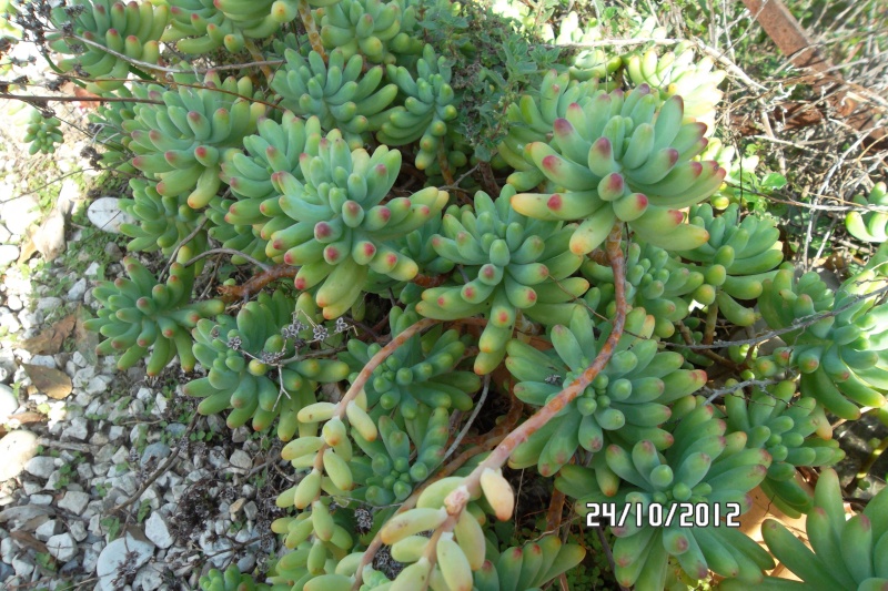 [Sedum pachyphyllum] Re Sam_5413