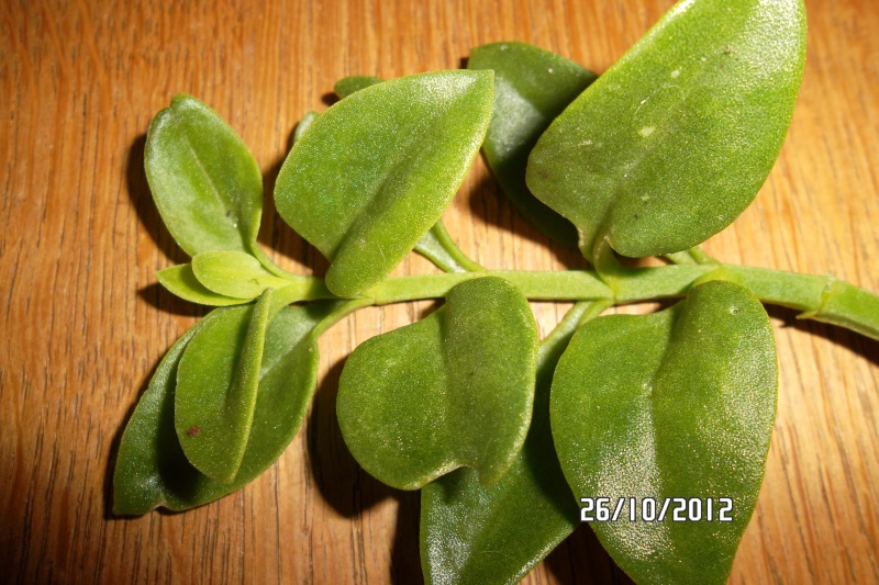 [Aptenia cordifolia] 3.  Sam_5422