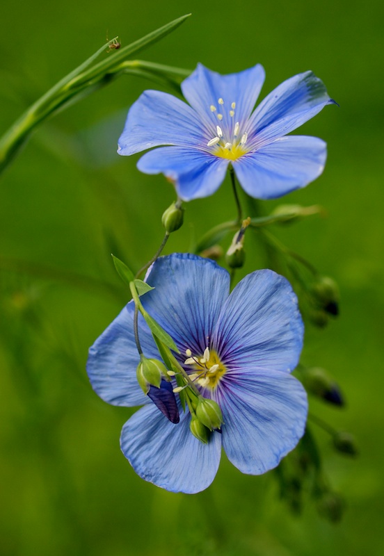 autour d'une fleur de lin bleue Deux_010