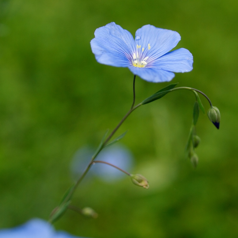 autour d'une fleur de lin bleue Douce_10