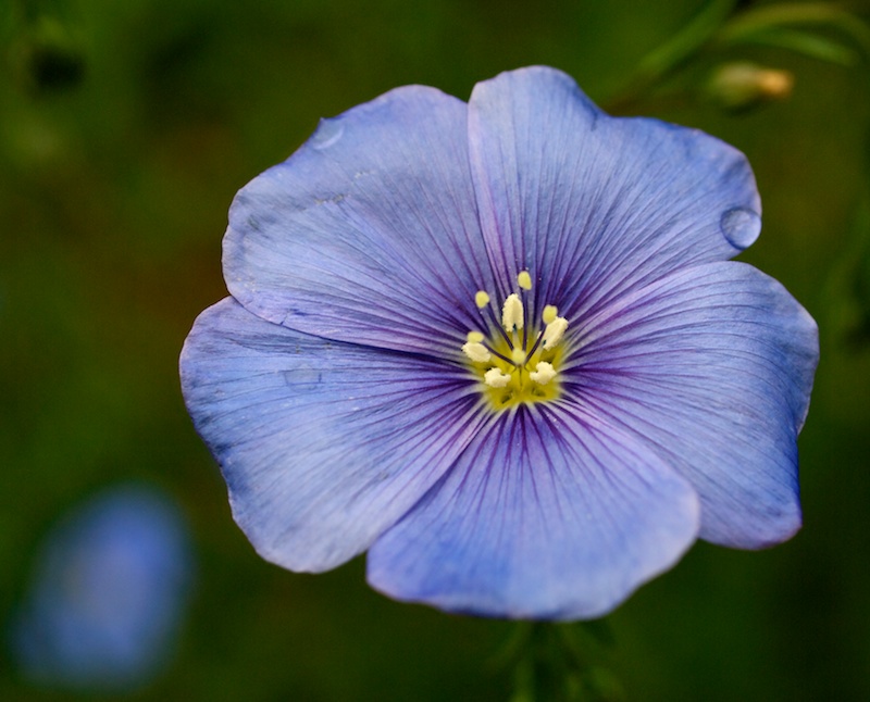 autour d'une fleur de lin bleue Goutte12
