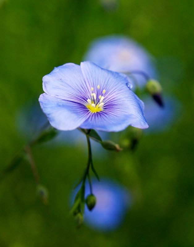 autour d'une fleur de lin bleue Lin_0410
