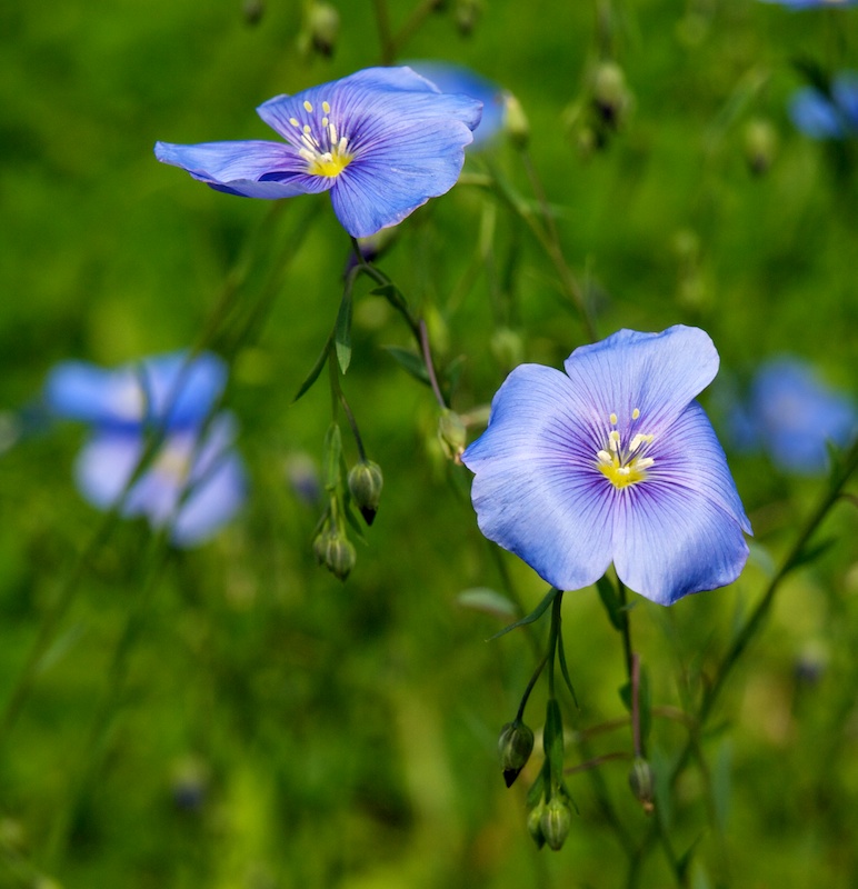 autour d'une fleur de lin bleue Plusie10