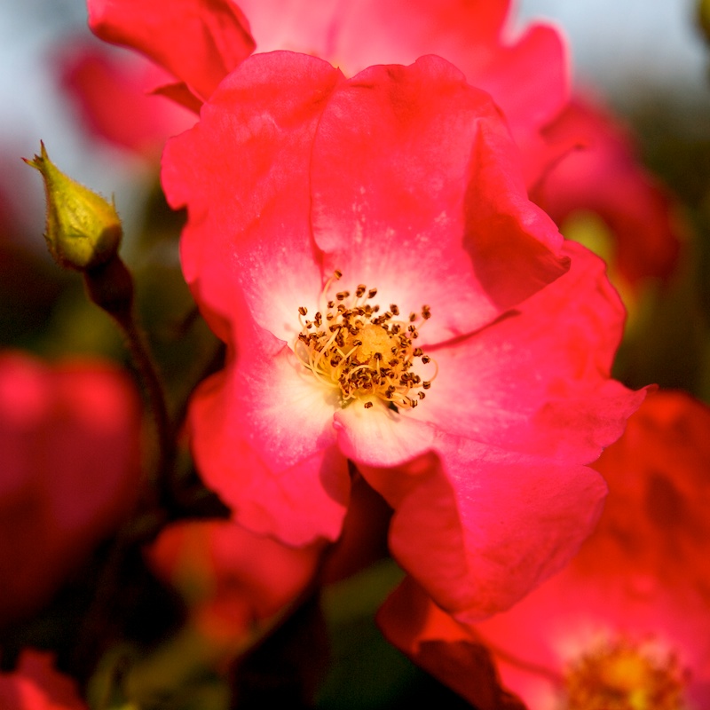 rouge rose Rose10
