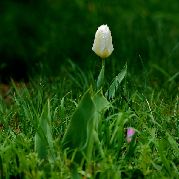tulipe Tulipe10