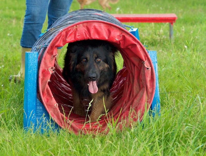 découverte de l'agility Tunnel10