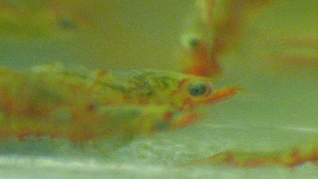 caridina multidentata Museau10