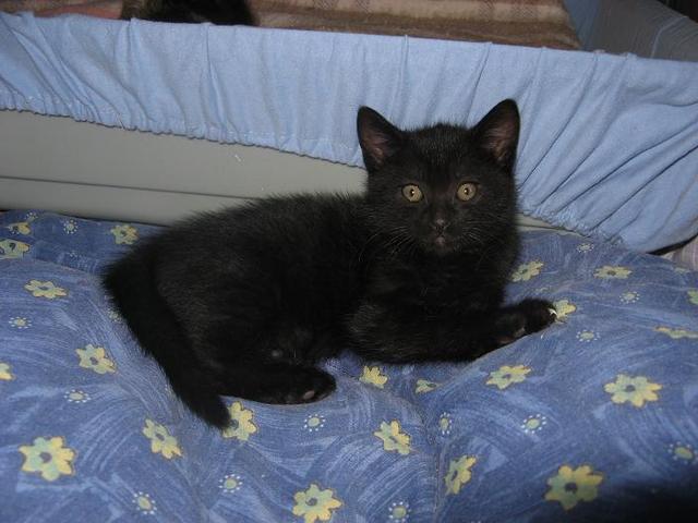 Mozart, ravissant petit chaton noir Lebeau10