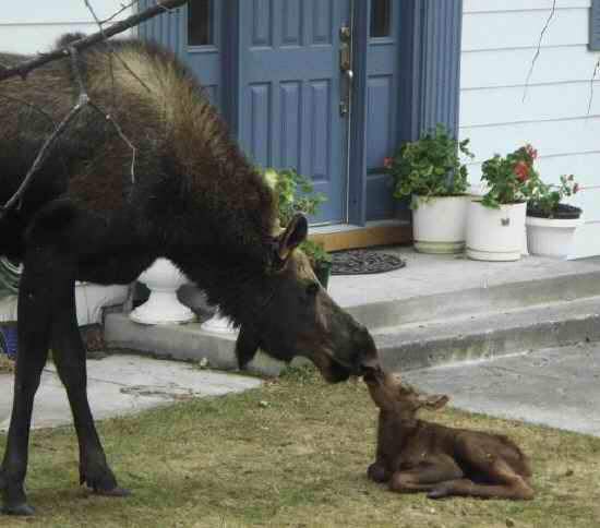 Les voitures frappent des animaux, des p'tits et des gros. Origna13