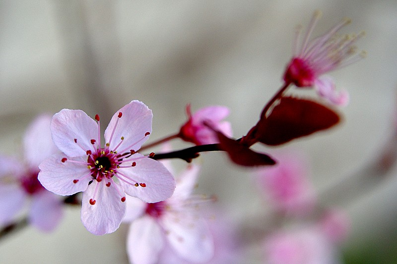 toujours dans le jardin 19_mar10