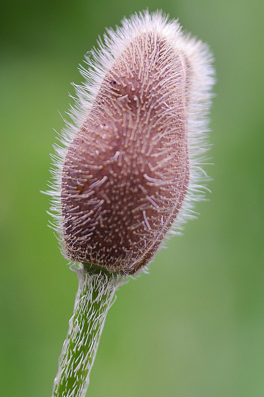 avant la pluie...  (+3) 26_mai16