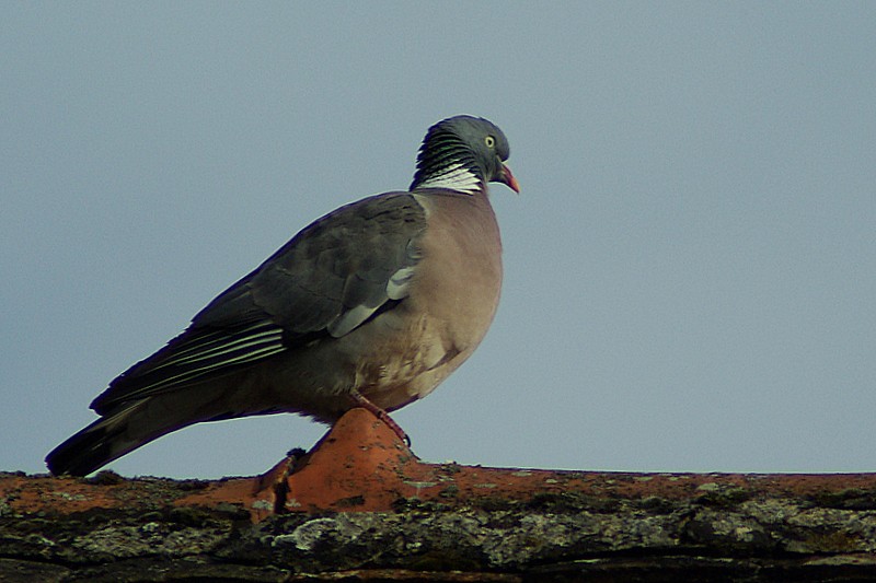 pigeon (2 photos ajoutées) 28_avr14