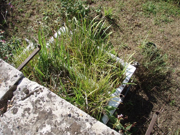 Le potager du roi Baigno11