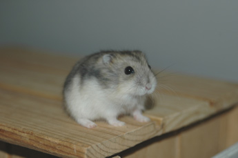 bebes hamster a adopter Bebeha11