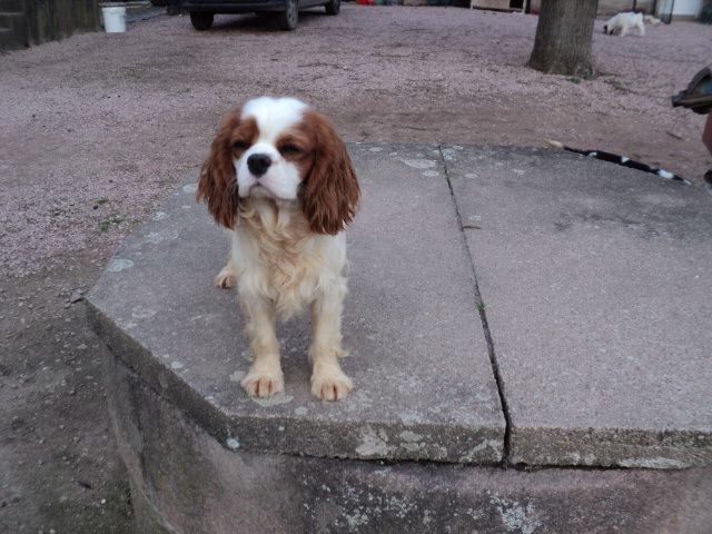 Ma meute de Cavalier King Charles. Dsc03118