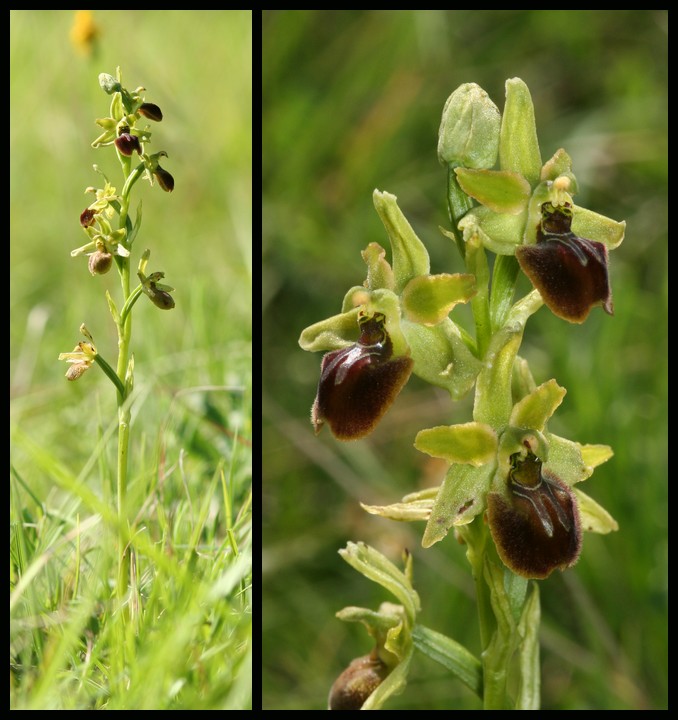 Ophrys argensonensis (Ophrys d'Argenson) Arg310