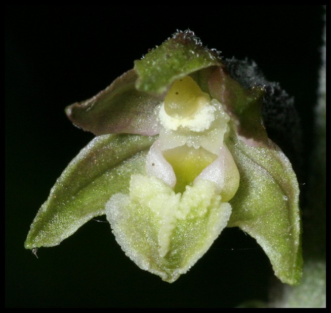 Epipactis microphylla ( Epipactis à petites feuilles ) Mic210