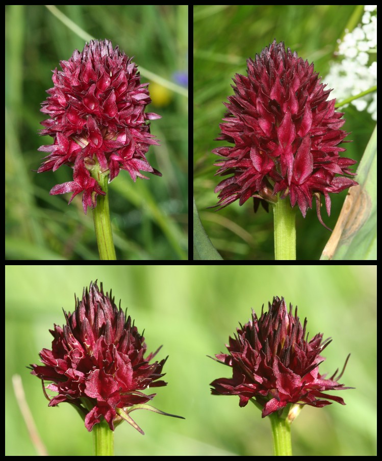 Gymnadenia ( Nigritella ) gabasiana ( Nigritelle de Gabas ) Nig110