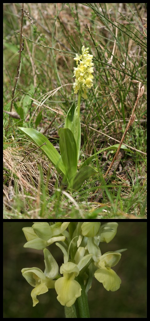 Orchis pallens ( Orchis pâle ) Pal110