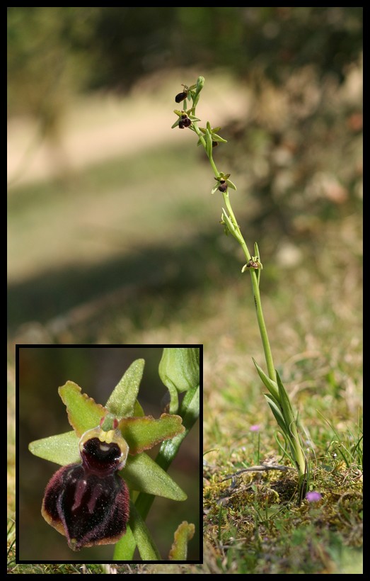 Ophrys passionis ( Ophrys de la Passion ) Pas110