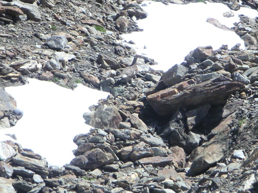La faune en Haute-Tarentaise Pict8110