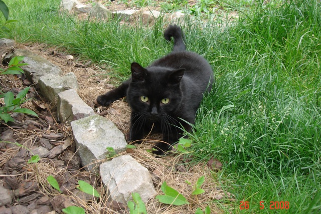 Loulou adulte noir aux yeux verts Dsc05910