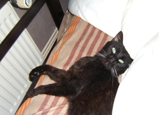 filou magnifique chat noir FIV+ d'1 ou 2 ans à adopter - Page 2 Filou_12