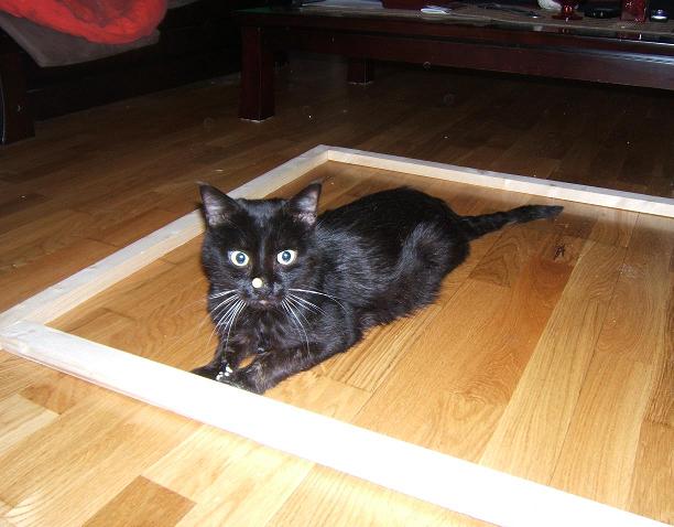 filou magnifique chat noir FIV+ d'1 ou 2 ans à adopter - Page 3 Filou_15