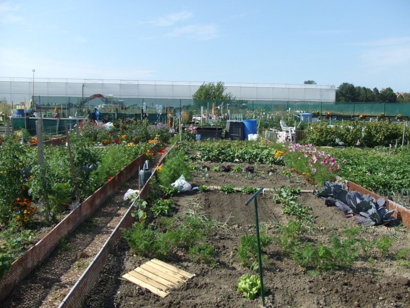 un petit tour au potager de Joséphine? Dscf2910