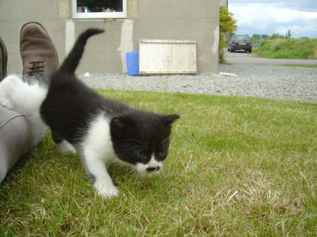 Chatons Dsc08815