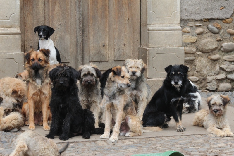 CHIEN : SOS... COUP de POUCE 20 chiens dans le Dépt 64 22310