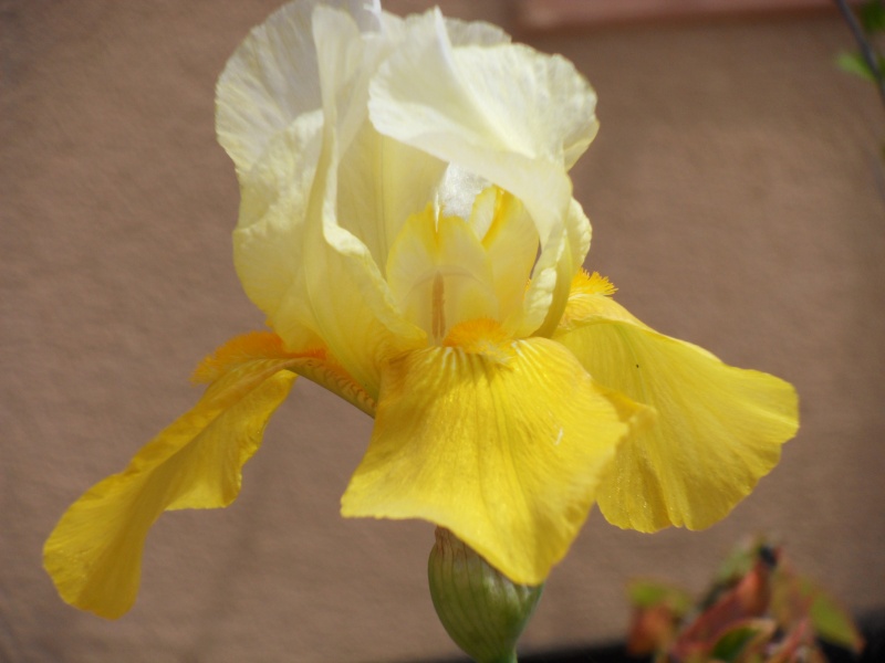 Les iris en fleur Iris_d17