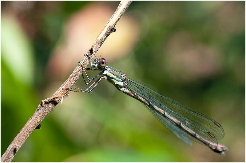 Une demoiselle ........ acrobate _k200415