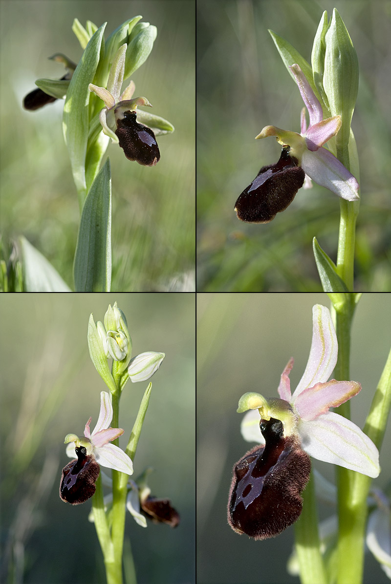 Ophrys bertolonii magniflora ( Ophrys à grandes fleurs ) 13avri12