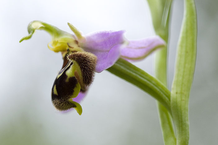 Ophrys apifera (Ophrys abeille ) Api111