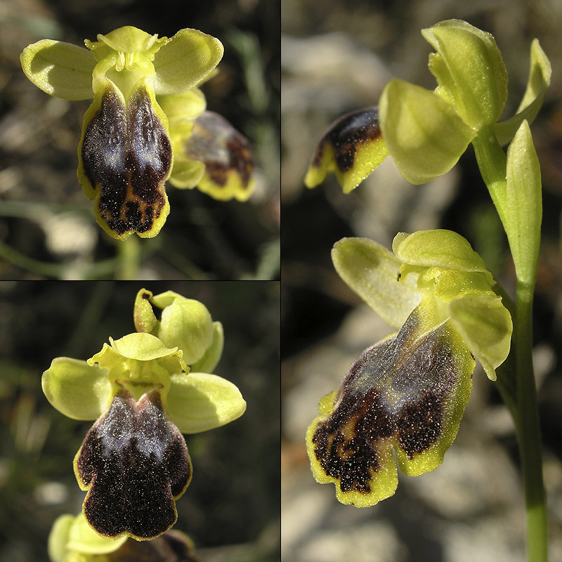 [Espagne] Virée orchidistique à l'Escala (Catalogne) Bilunu11