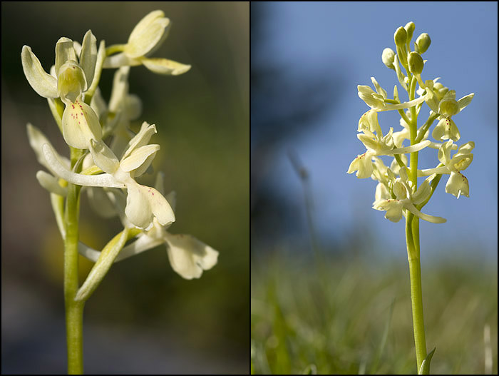 Orchis provincialis ( Orchis de Provence ) Provin10