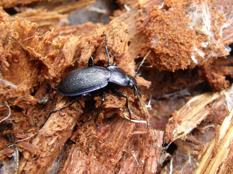 [Coleoptera] Que pour les yeux P2241910