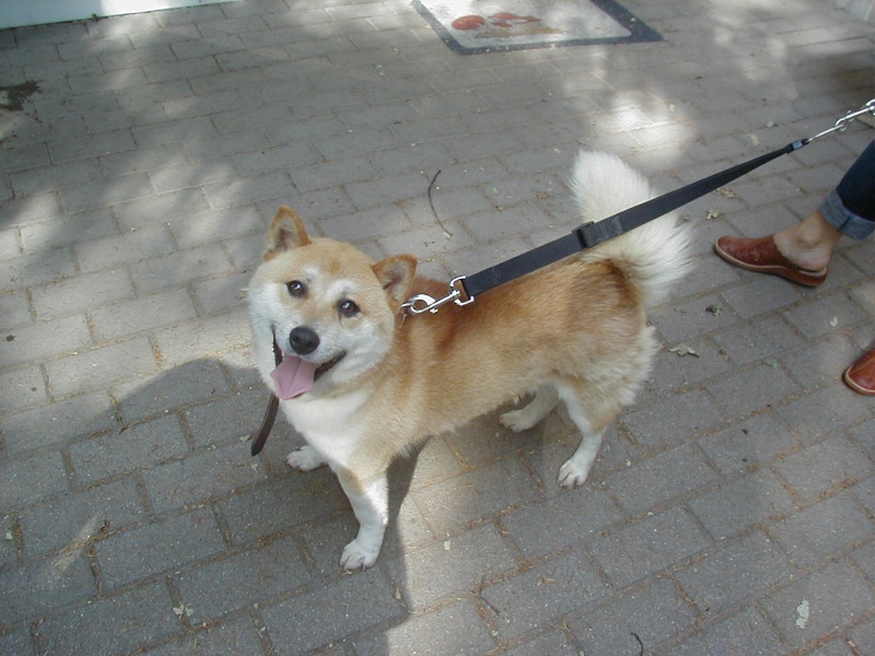 OSLO SHIBA INU 18 MOIS ABANDON LA LOUVIERE BELGIQUE P1010161