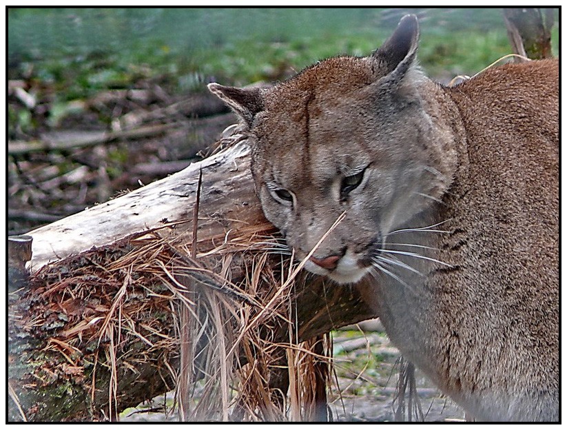 les photos du parc des felins ... - Page 2 Puma_r10