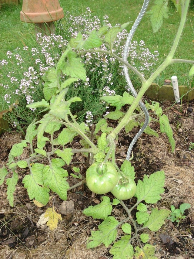 le potager de Giroflée 28_mai45