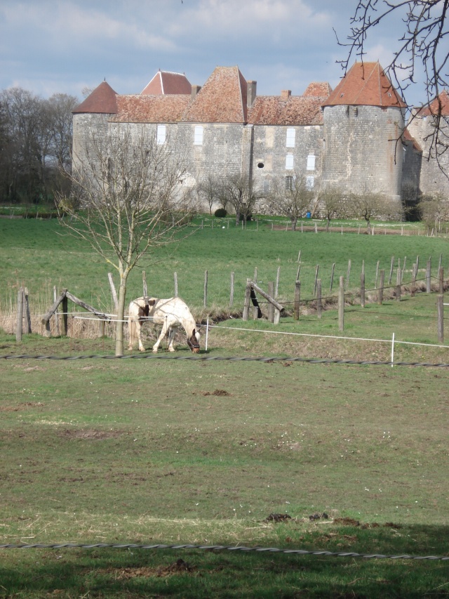 ballade autour de chez moi Chevau20