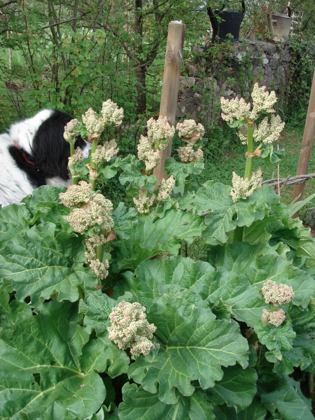 Sissi, 6 ans Jardi174